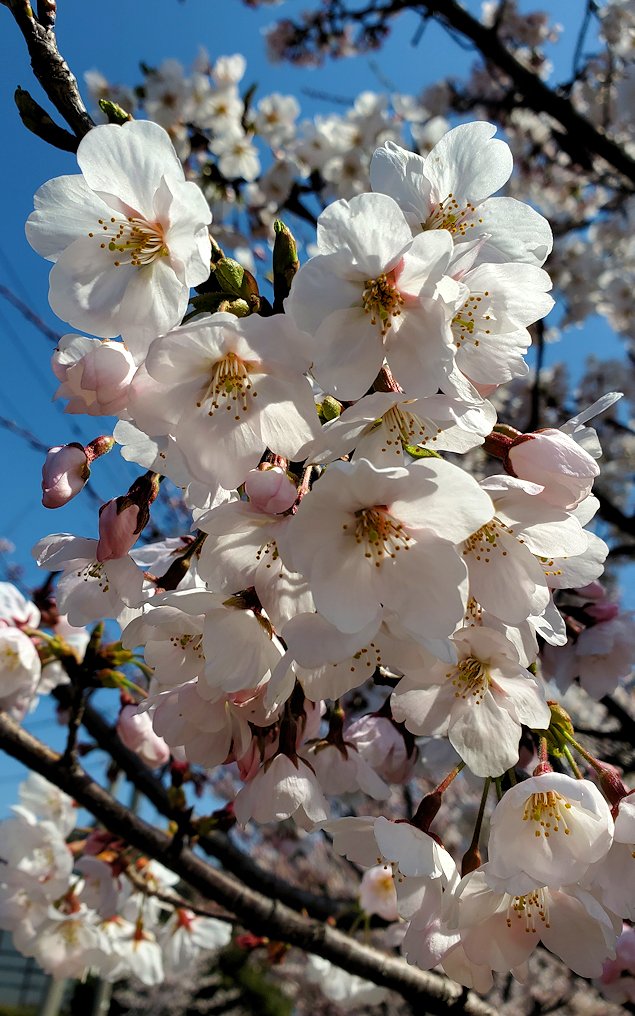 敦賀市　きらめきみなと館近くで咲いていた桜の花