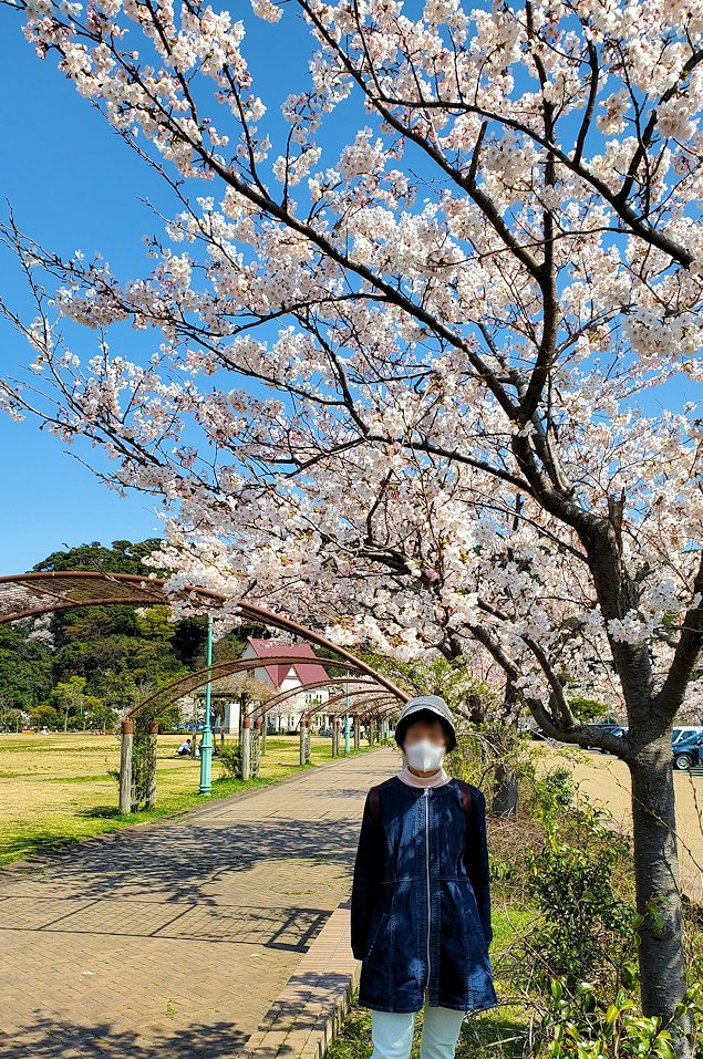敦賀市　金ヶ崎緑地に咲く桜