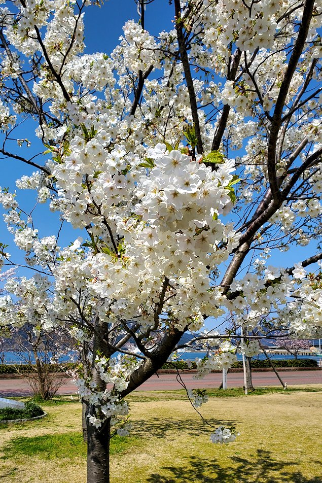 敦賀市　金ヶ崎緑地に咲く桜2