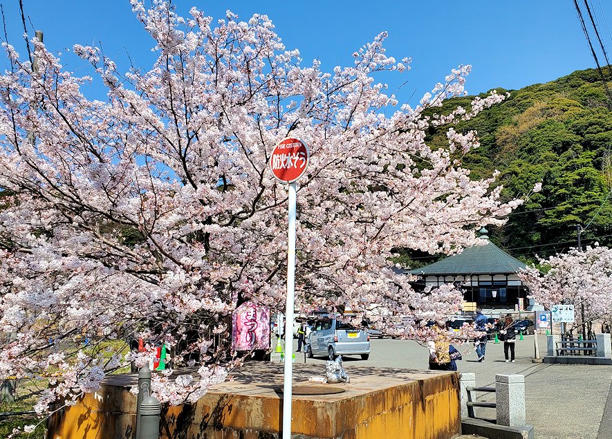 敦賀市　金ヶ崎城址 駐車場前の桜
