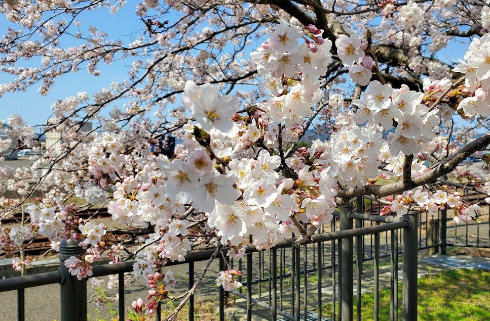 敦賀市　金ヶ崎城址 駐車場に咲く桜