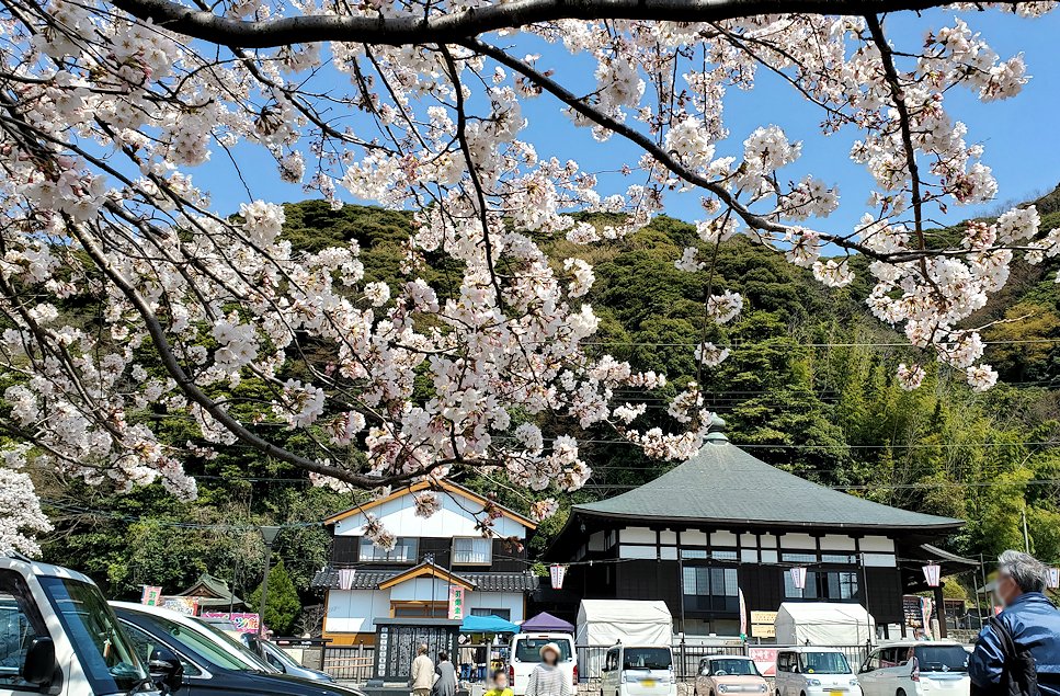 敦賀市　金ヶ崎城址 駐車場に咲く桜2