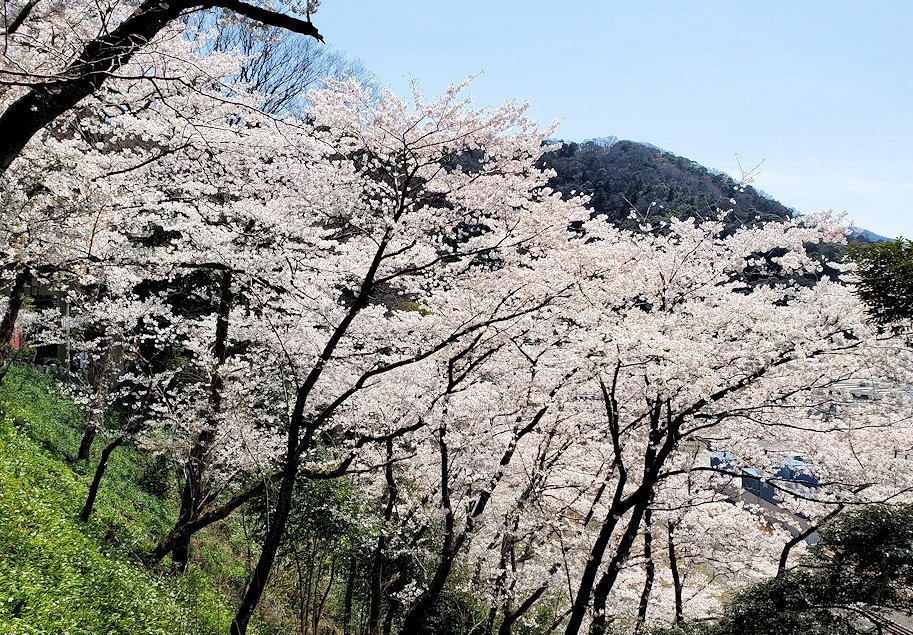 敦賀市　金崎宮の脇に進む道　から見える桜の花