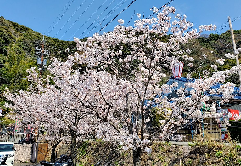 敦賀市　金崎宮近くの桜