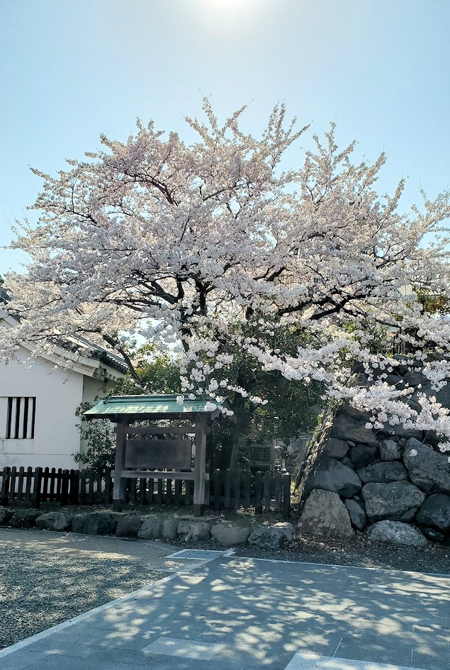 滋賀県長浜市　長浜城前に咲く桜の木