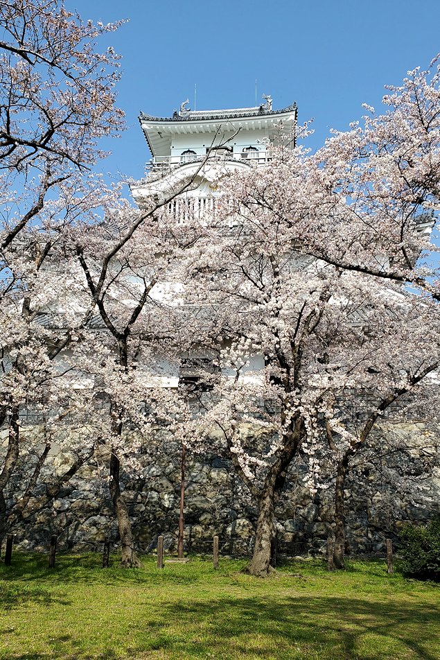 滋賀県長浜市　長浜城天守を下から桜と共に見上げる