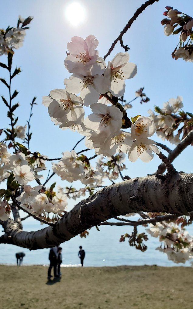 滋賀県長浜市　長浜城周辺　琵琶湖に咲く桜の花