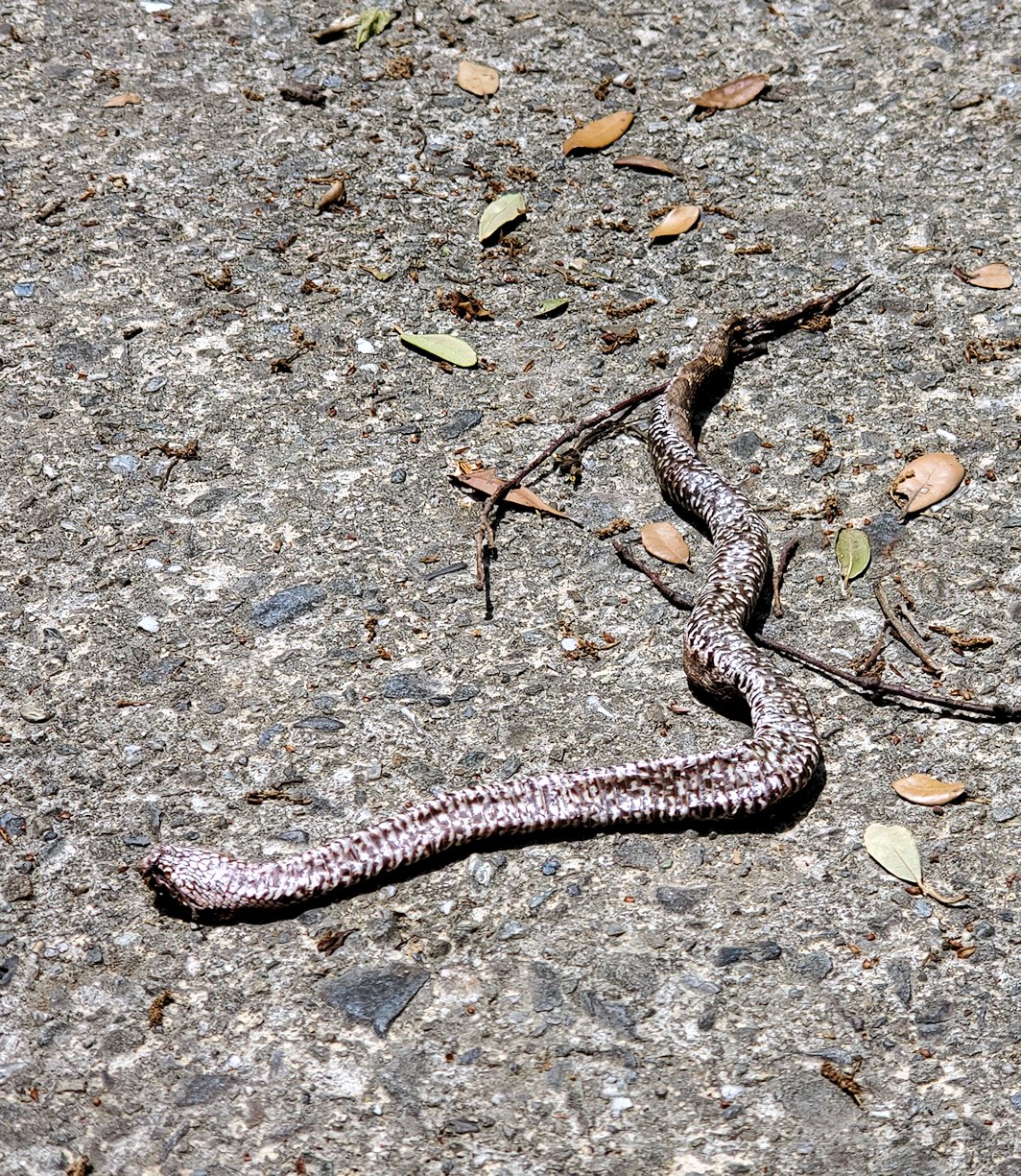 徳島県鳴門市　鳴門海峡の展望台へ向かう階段に落ちていた、蛇の死骸