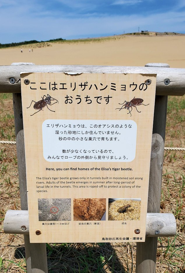 鳥取砂丘　緑地部分　エリザハンミョウの案内板