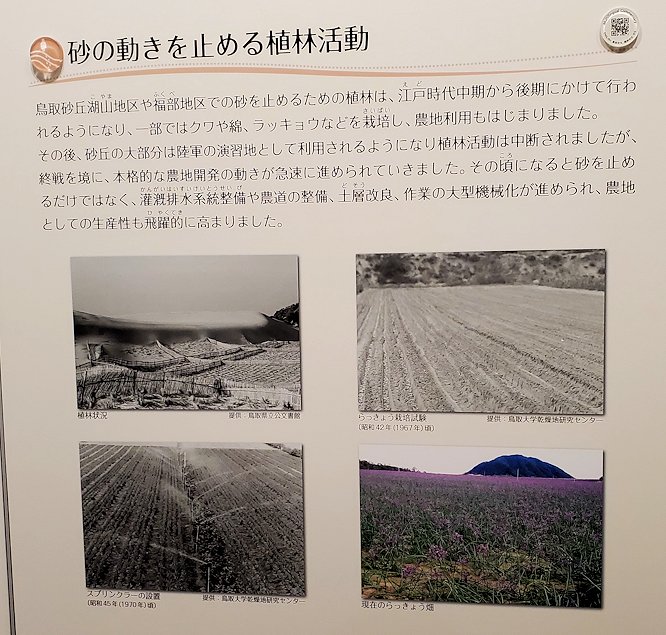 鳥取砂丘　「鳥取砂丘ビジターセンター」　展示資料　砂丘の植林活動