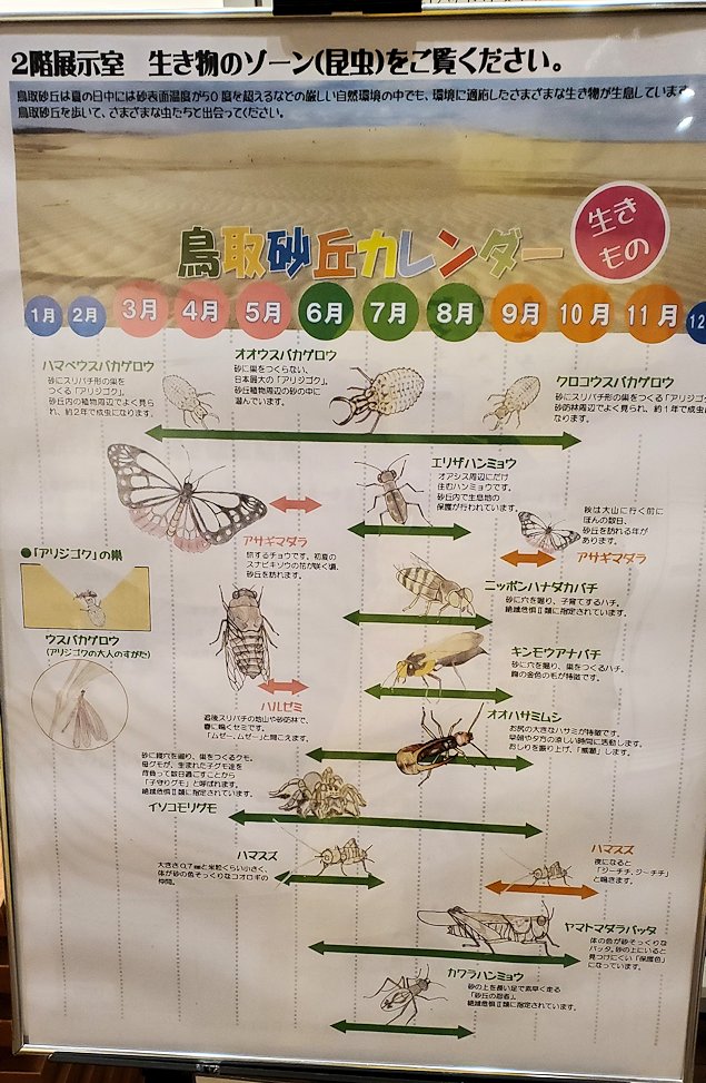鳥取砂丘　「鳥取砂丘ビジターセンター」　展示資料　砂漠に生きる昆虫一覧表