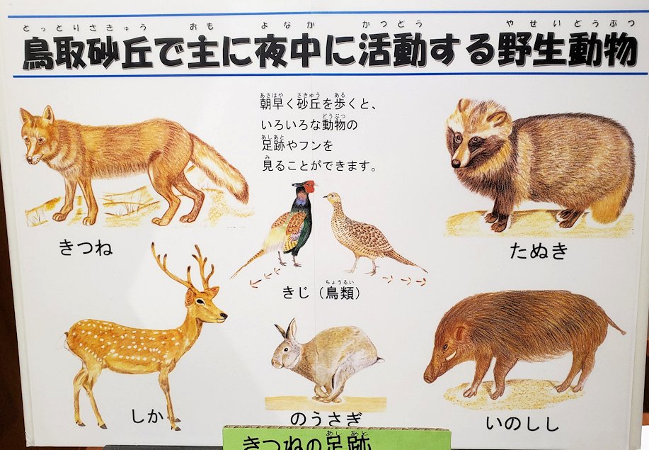 鳥取砂丘　「鳥取砂丘ビジターセンター」　展示資料　夜中に活動する動物