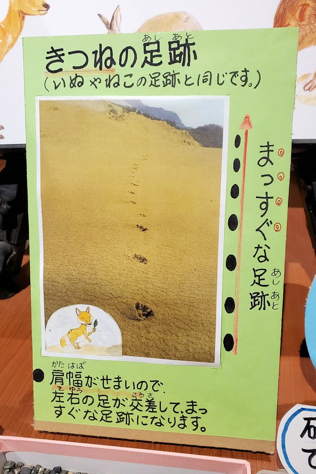 鳥取砂丘　「鳥取砂丘ビジターセンター」　展示資料　砂漠の残された足跡