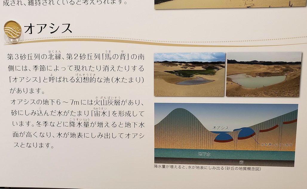 鳥取砂丘　「鳥取砂丘ビジターセンター」　展示資料　オアシスの説明