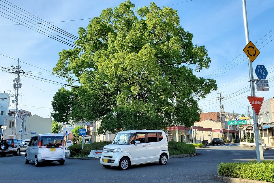 鳥取市内　「瓦町ロータリー」中心の大きな木