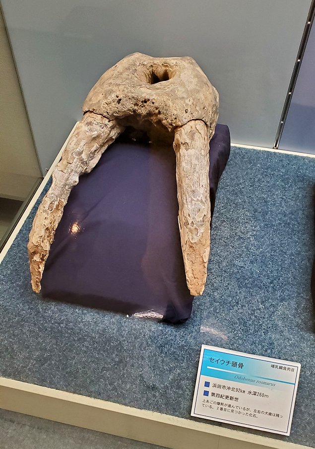 鳥取県立博物館　常設展示室　古代生物の化石