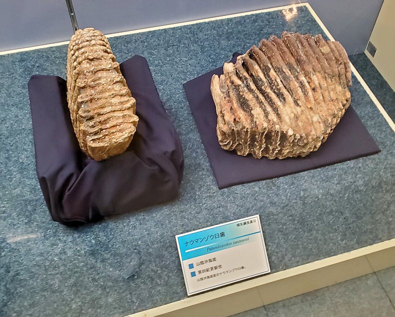 鳥取県立博物館　常設展示室　古代生物の化石2