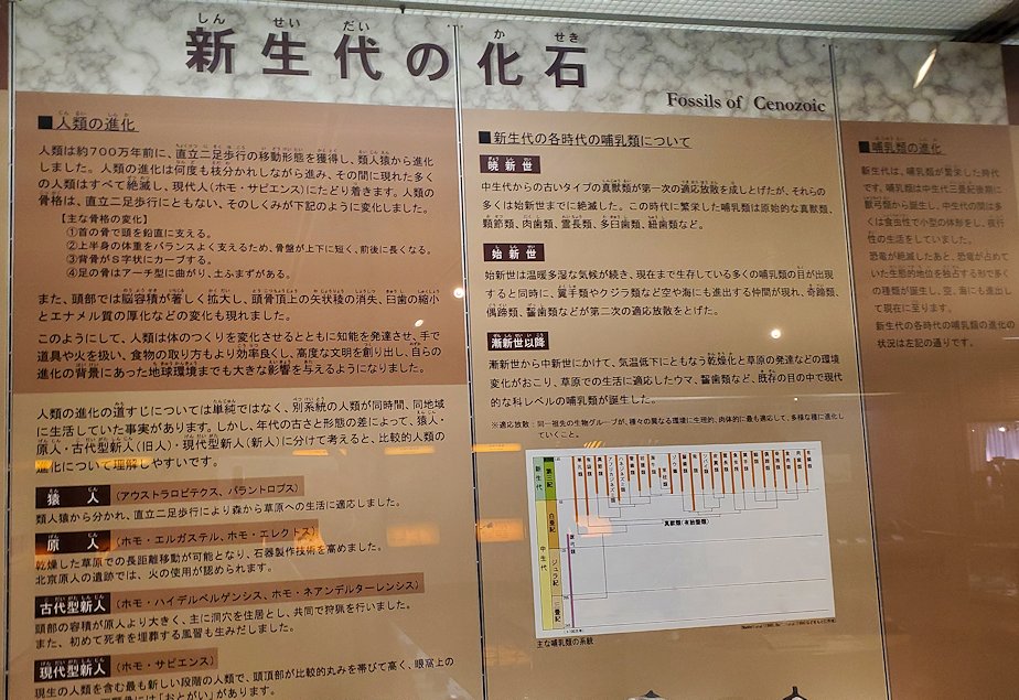 鳥取県立博物館　常設展示室　新世代の化石についての説明