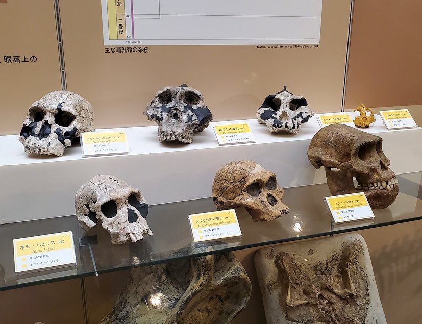 鳥取県立博物館　常設展示室　新世代の人種の頭骨見本2