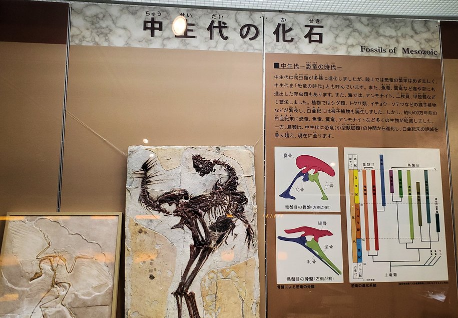 鳥取県立博物館　常設展示室　中世代の化石についての説明