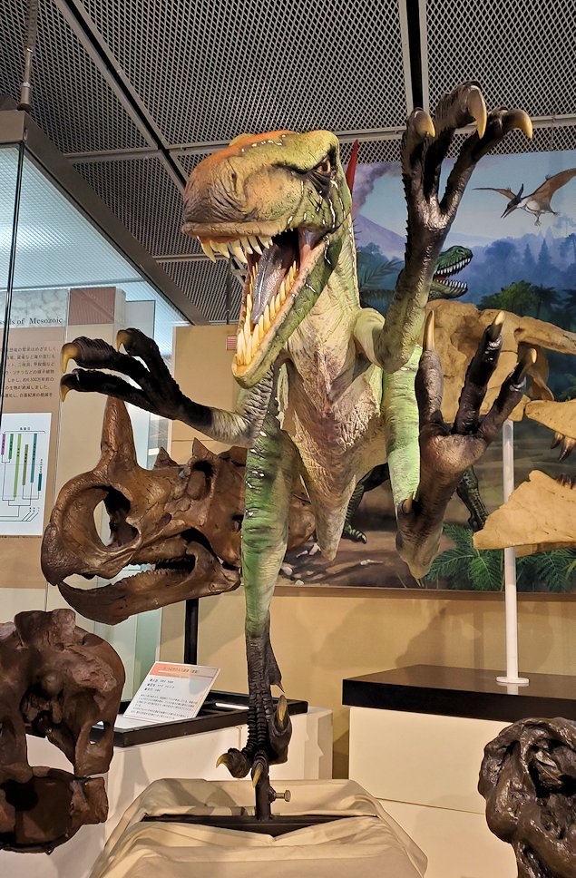 鳥取県立博物館　常設展示室　恐竜復元模型　デイノニクス