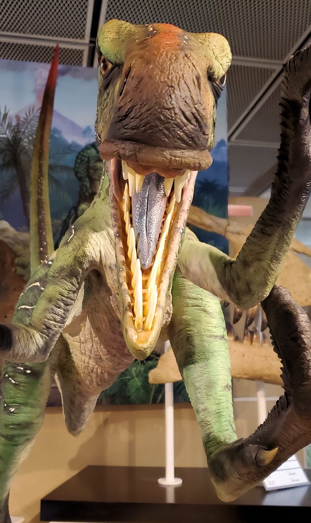 鳥取県立博物館　常設展示室　恐竜復元模型　デイノニクスの顔