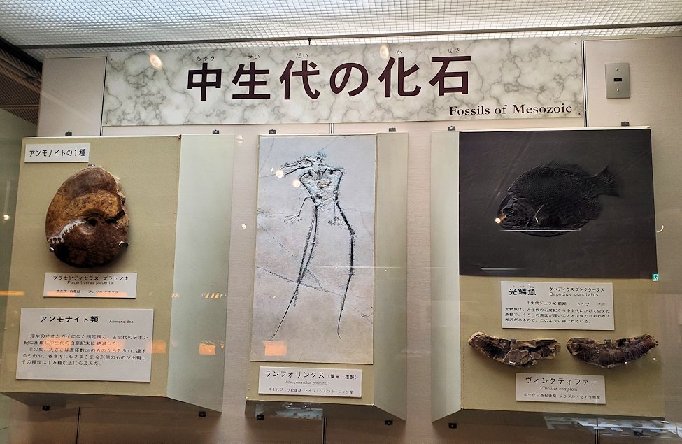 鳥取県立博物館　常設展示室　中世代の化石についての説明2
