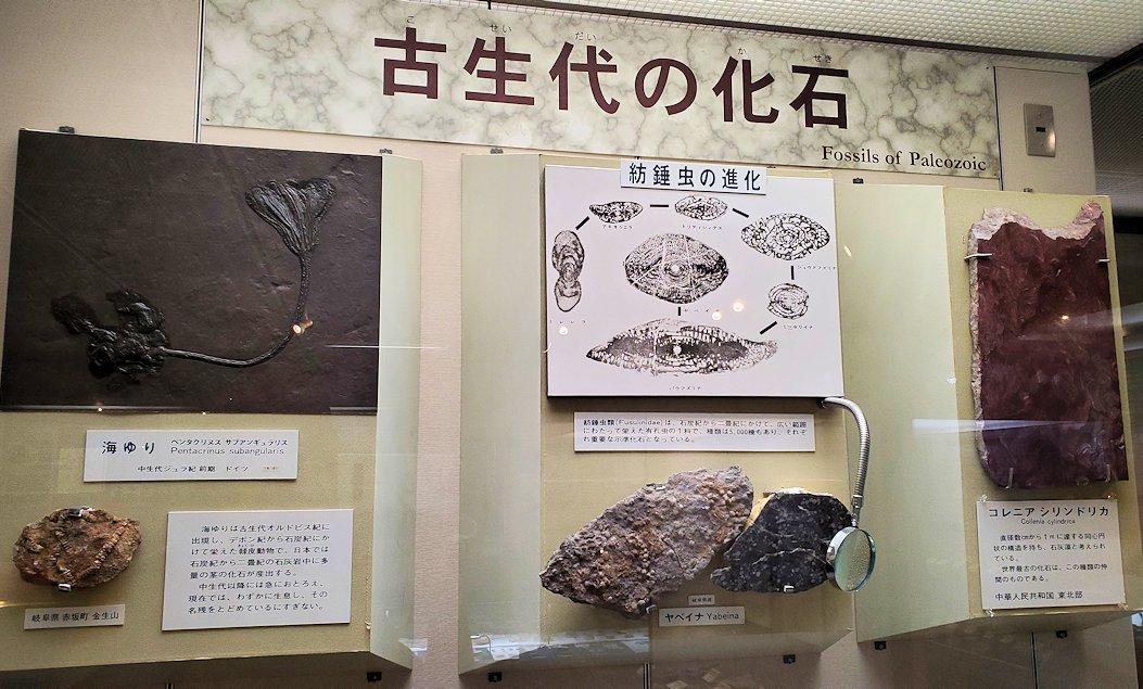 鳥取県立博物館　常設展示室　古世代の化石について