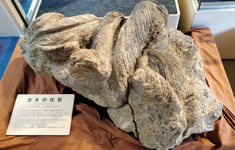 鳥取県立博物館　常設展示室　カキの化石