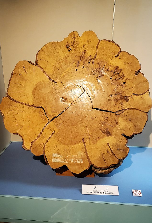 鳥取県立博物館　常設展示室　ブナの木　年輪