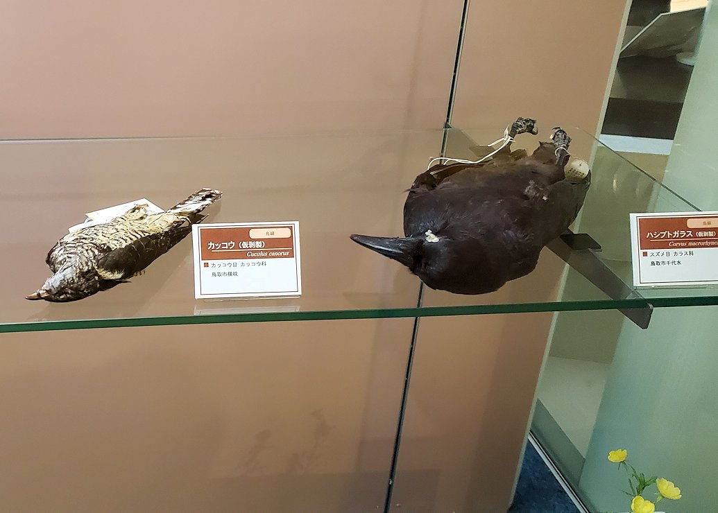 鳥取県立博物館　常設展示室　鳥の標本