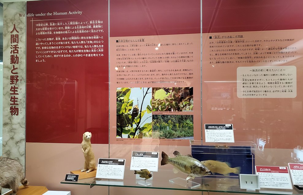 鳥取県立博物館　常設展示室　人間活動による動物の被害