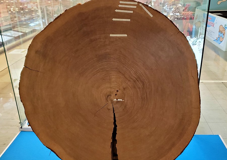 鳥取県立博物館　常設展示室　木の年輪