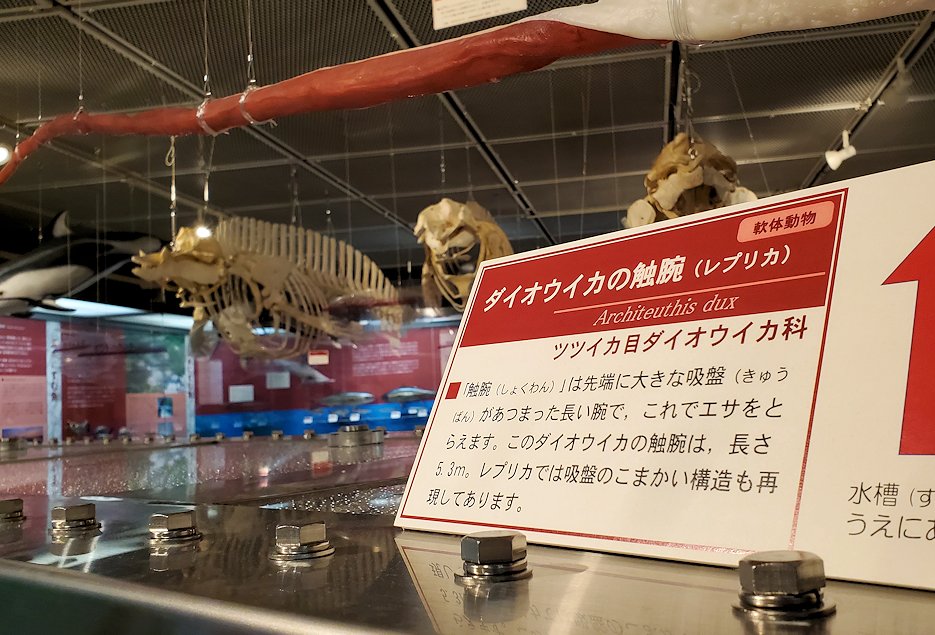 鳥取県立博物館　ダイオウイカの標本　触手レプリカ