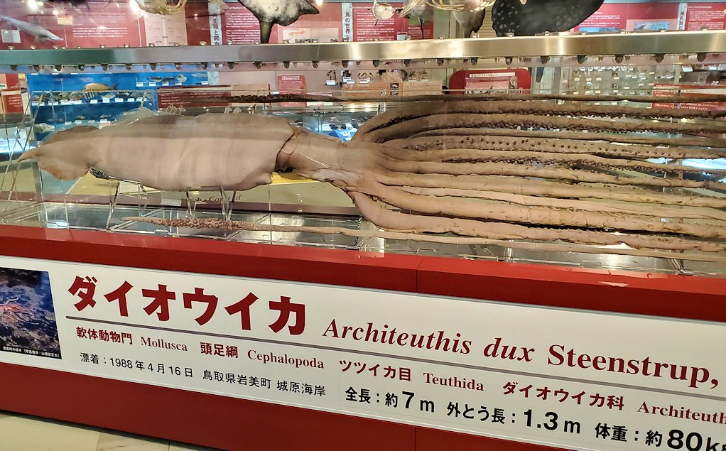 鳥取県立博物館　ダイオウイカの標本2