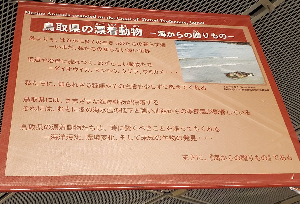 鳥取県立博物館　漂着物について