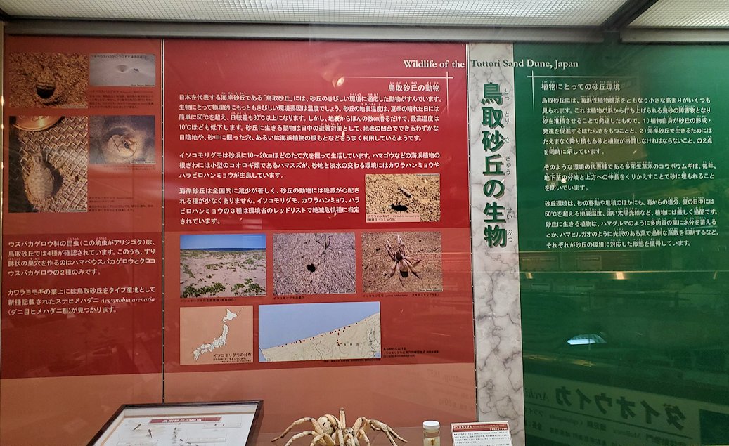 鳥取県立博物館　砂丘に生息する生物