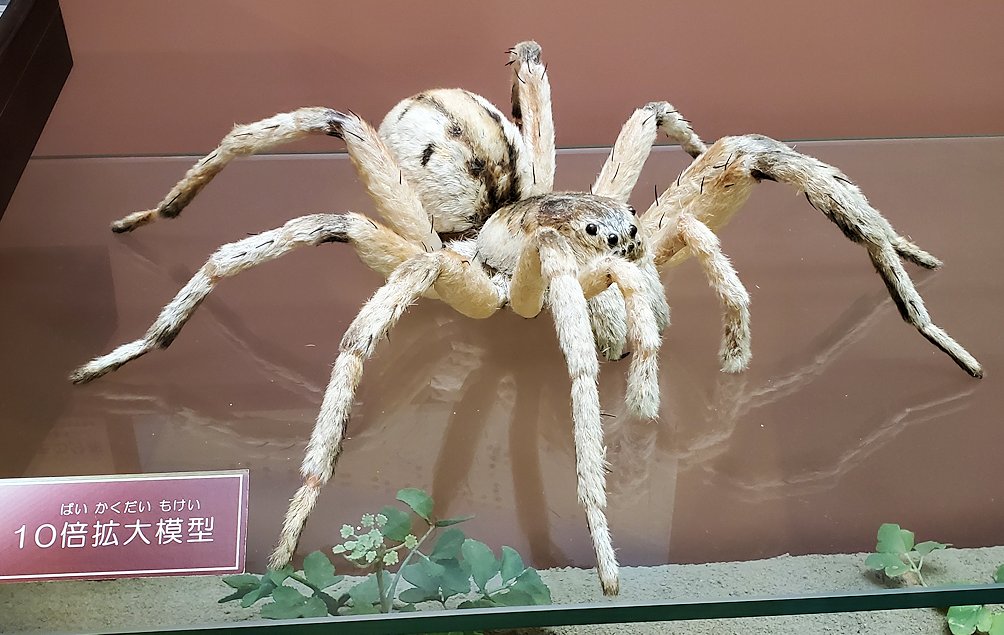 鳥取県立博物館　大きなクモの標本