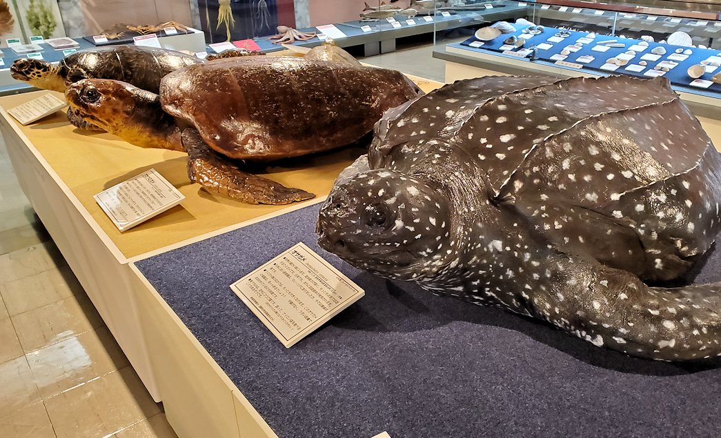 鳥取県立博物館　カメの標本