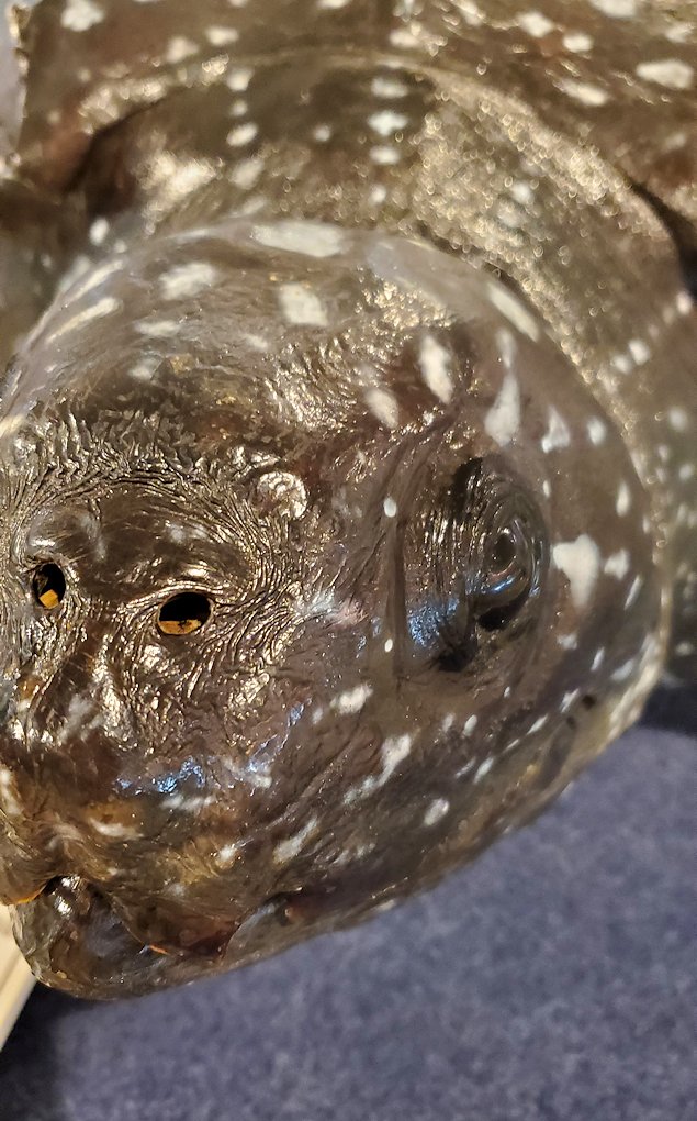 鳥取県立博物館　カメの標本の顔