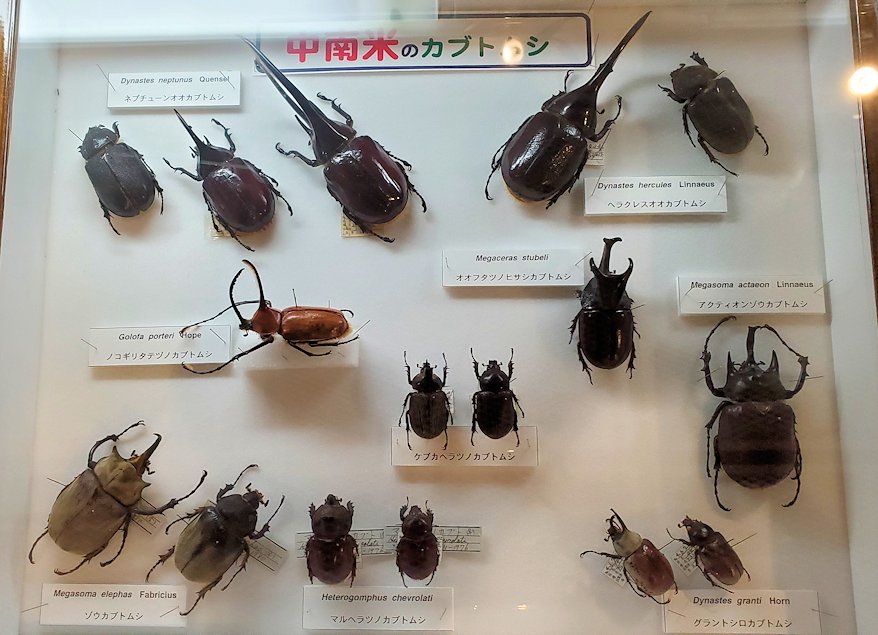鳥取県立博物館　中南米のカブトムシの標本