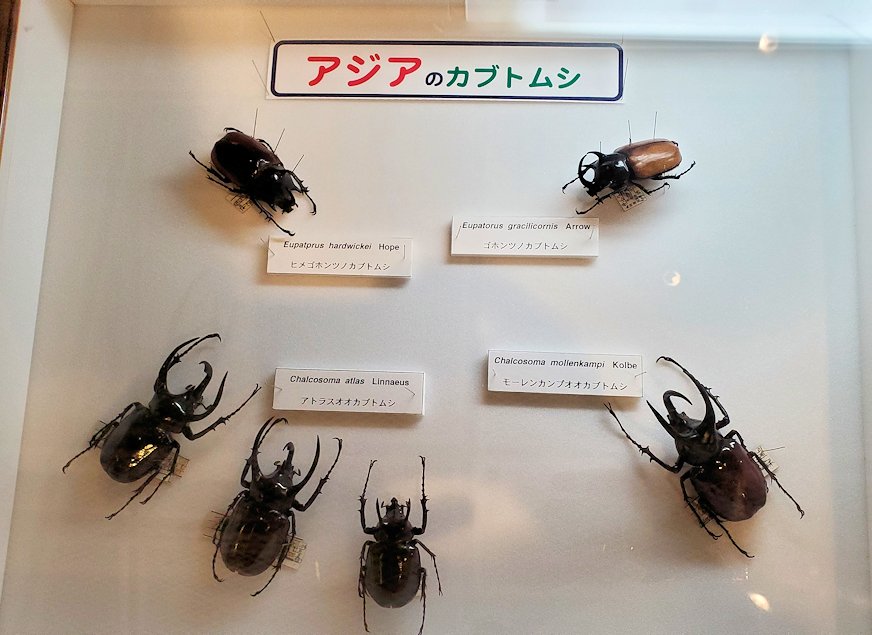 鳥取県立博物館　アジアのカブトムシの標本