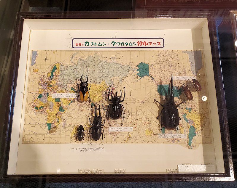 鳥取県立博物館　世界のカブトムシの分布図