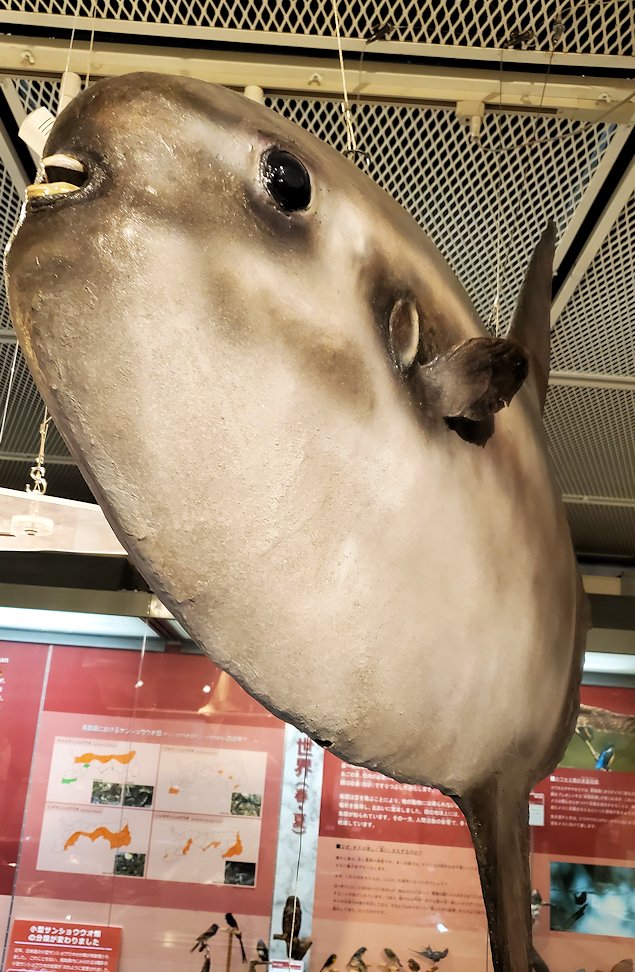 鳥取県立博物館　マンボウの標本