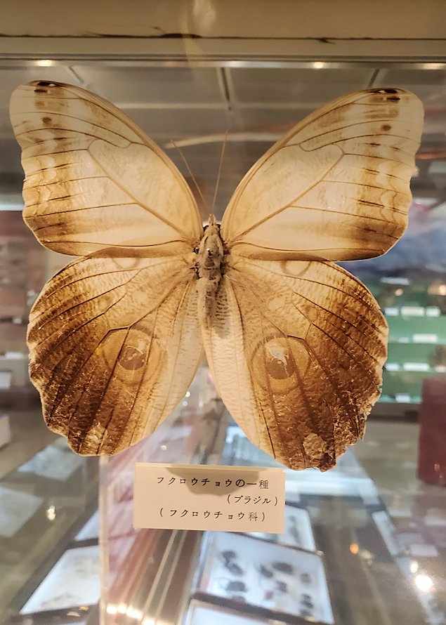 鳥取県立博物館　フクロウチョウの標本