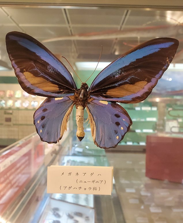 鳥取県立博物館　メガネアゲハチョウの標本