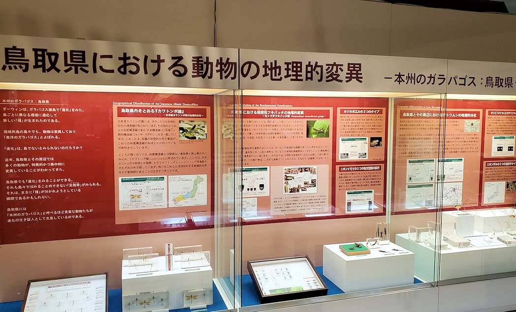 鳥取県立博物館　鳥取で独自に進化した動物達の説明