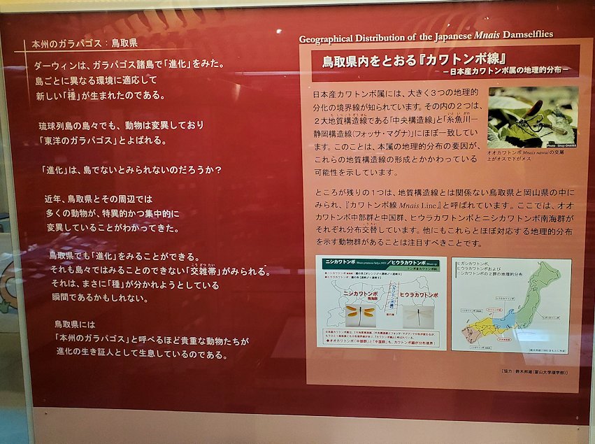 鳥取県立博物館　「カワトンボ線」の説明