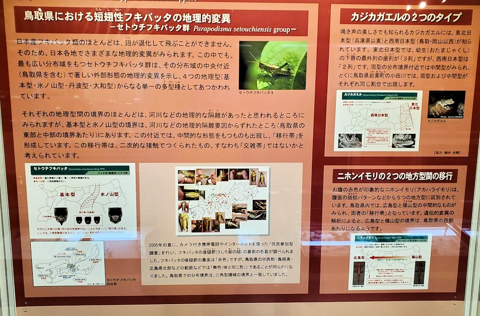 鳥取県立博物館　「フキバッタ」の生息
