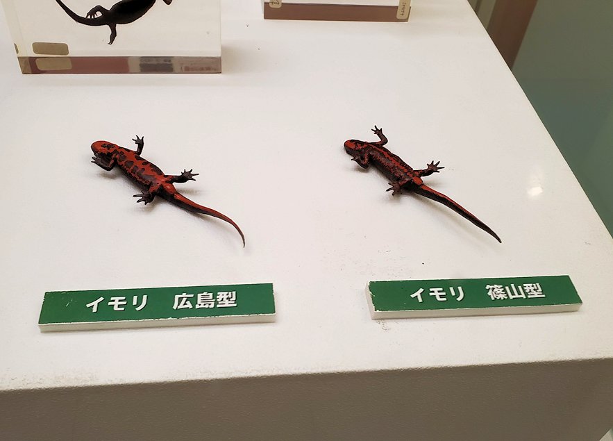 鳥取県立博物館　イモリの標本